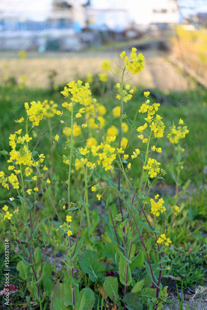 Obraz premium 菜の花