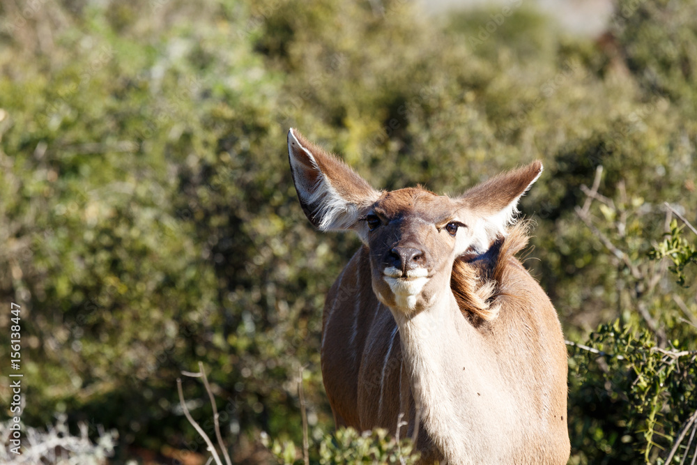 Obraz premium Female Kudu standing with her head in the air
