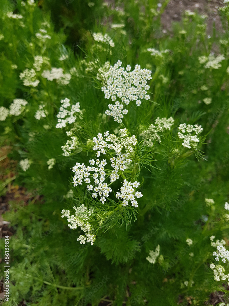 Kuemmel, Carum, carvi; Echter; StockFoto Adobe Stock