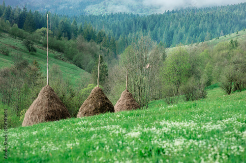 Murais de parede Landscape of the hill with haystacks in the great mountains in spring in the clo