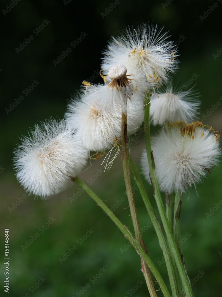seeds of Hieracium pilosella plant seeds of Hieracium pilosella plant