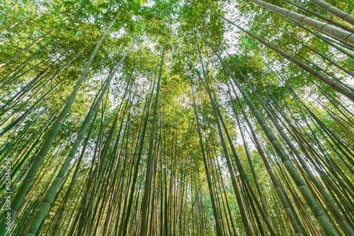 Asian bamboo forest bamboo grove for chopsticks industry.