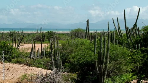 Landscape of Macanao Peninsula in Margarita Island, Venezuela. Taken on sunny windy day photo