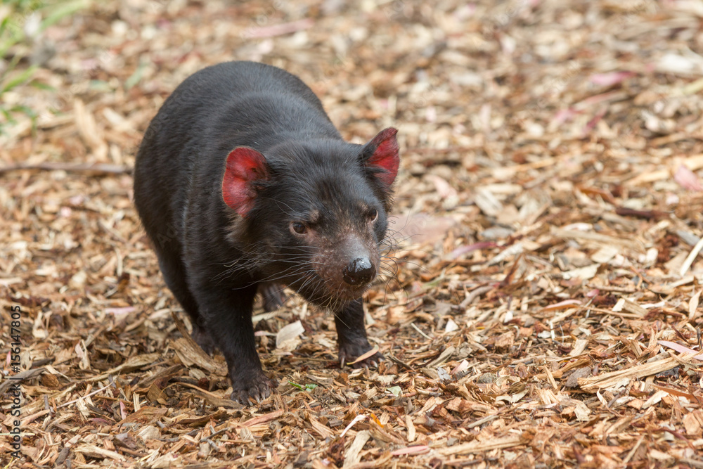 Hobart, Tasmania, Australia - December 27, 2016: Tasmanian devil Sarcophilus harrisii Hobart, Tasmania, Australia - December 27, 2016: Tasmanian devil Sarcophilus harrisii