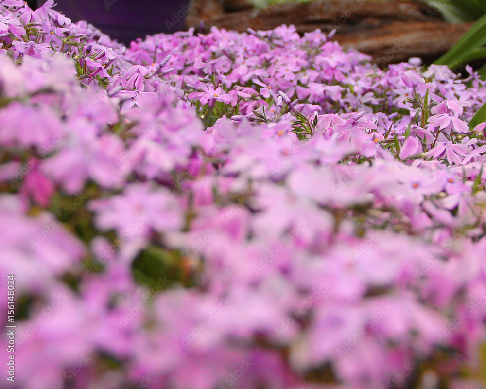 A photo of Phlox covering the ground in my garden with the focus on the flowers in back