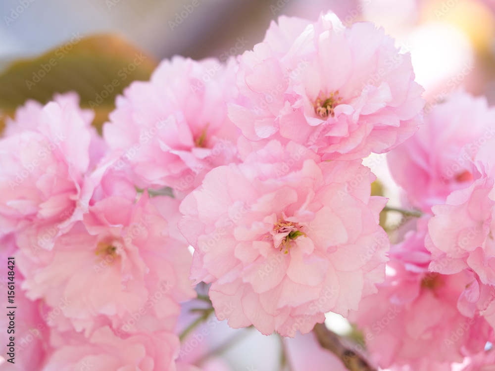 八重桜