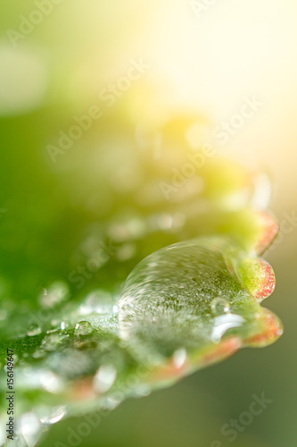 rain drop leaf photo