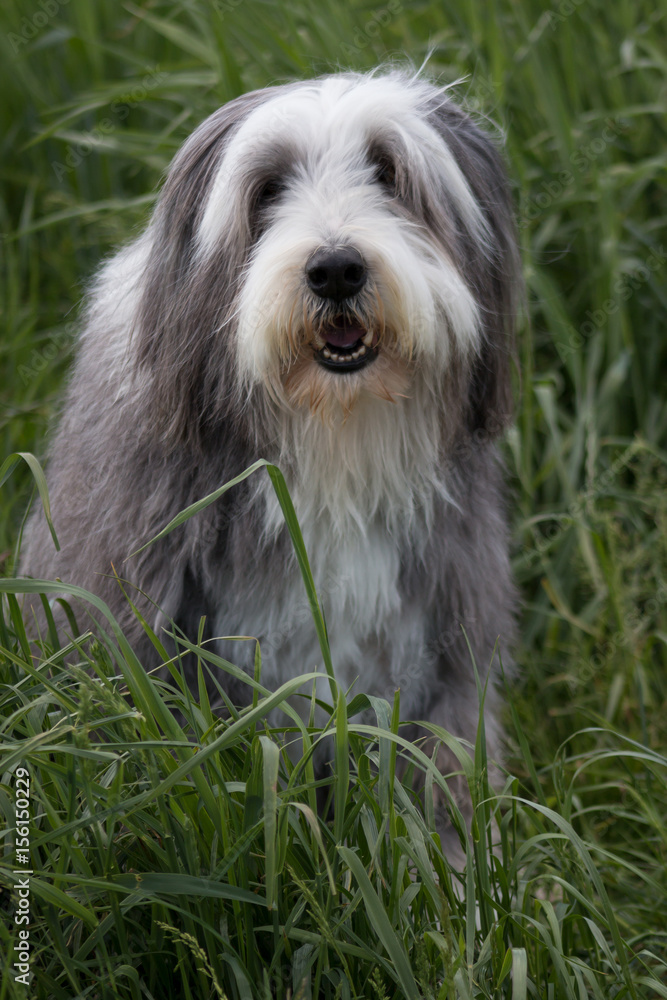 Bearded Collie in a grass field Bearded Collie in a grass field