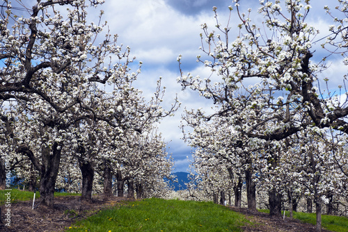 Rows of apple trees blooming in spring apple orchard
