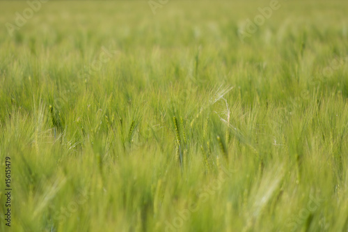 Wheatear in a Wheatfield