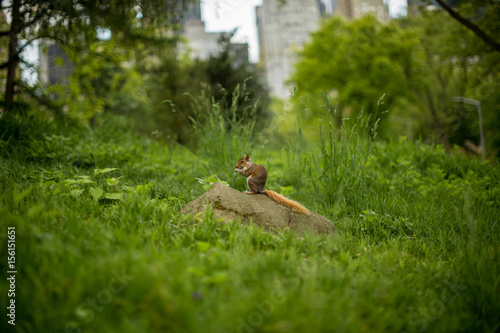 Squirrel having lunch on a rock