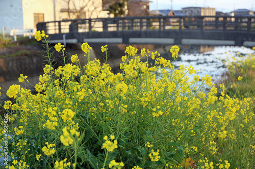 菜の花