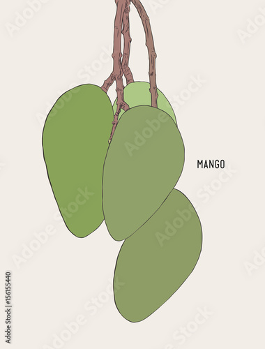 green ripe mango on tree , sketch vector.