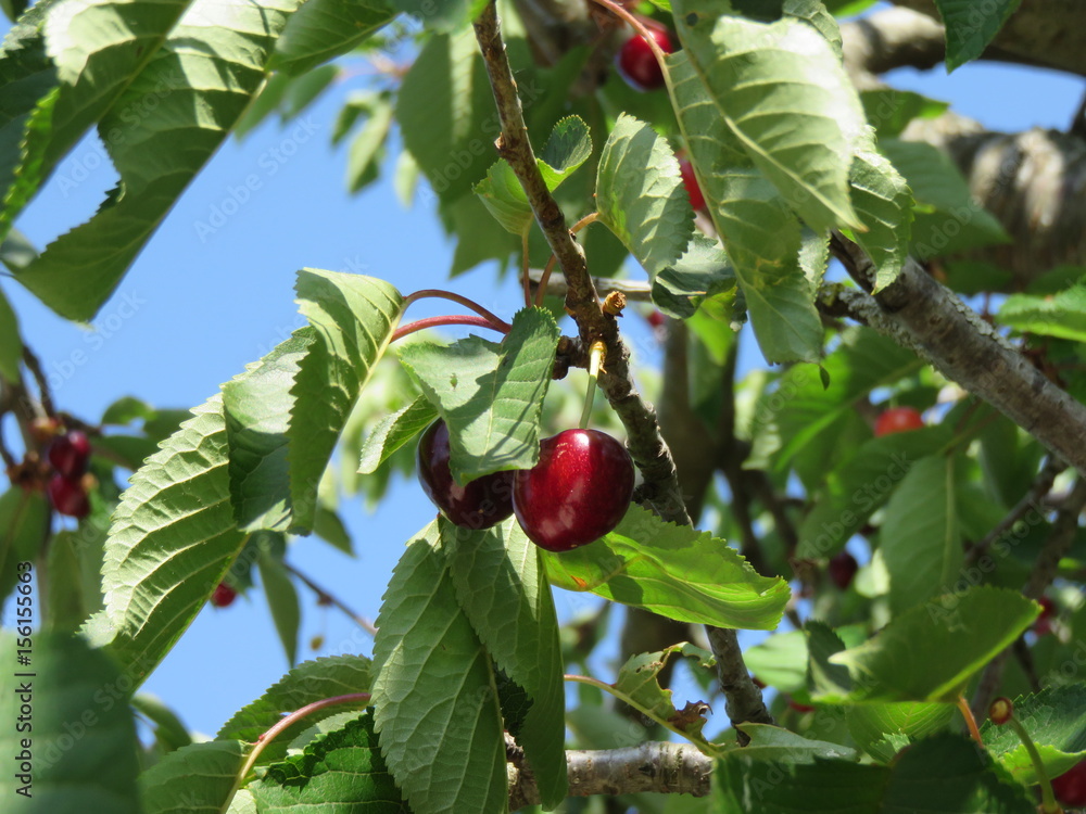 Cigliegia Cigliegia