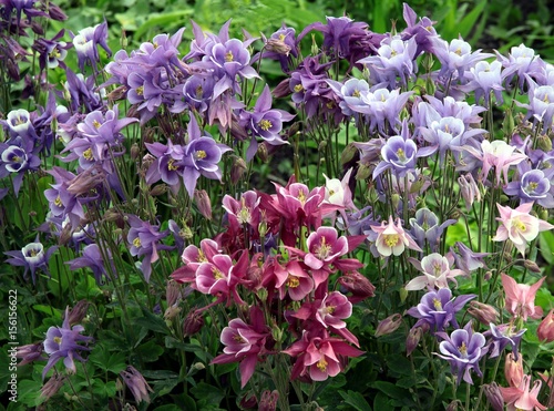 Foto multicolor flowers of columbine plant in a garden