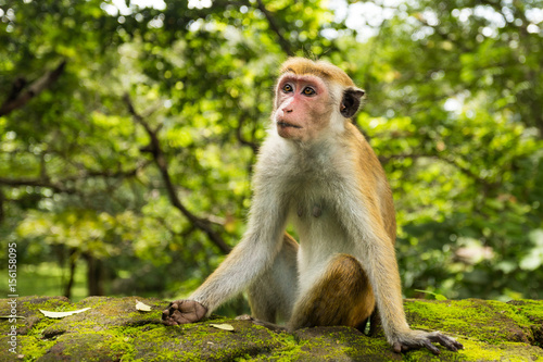 Canvas Print Sri lanka monkey