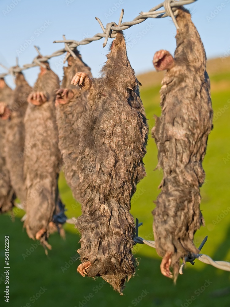 Dead moles hanging on barbed wire fence Dead moles hanging on barbed wire fence