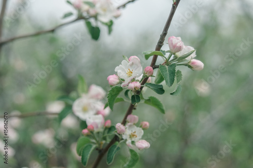 White and pink flowers of an apple tree