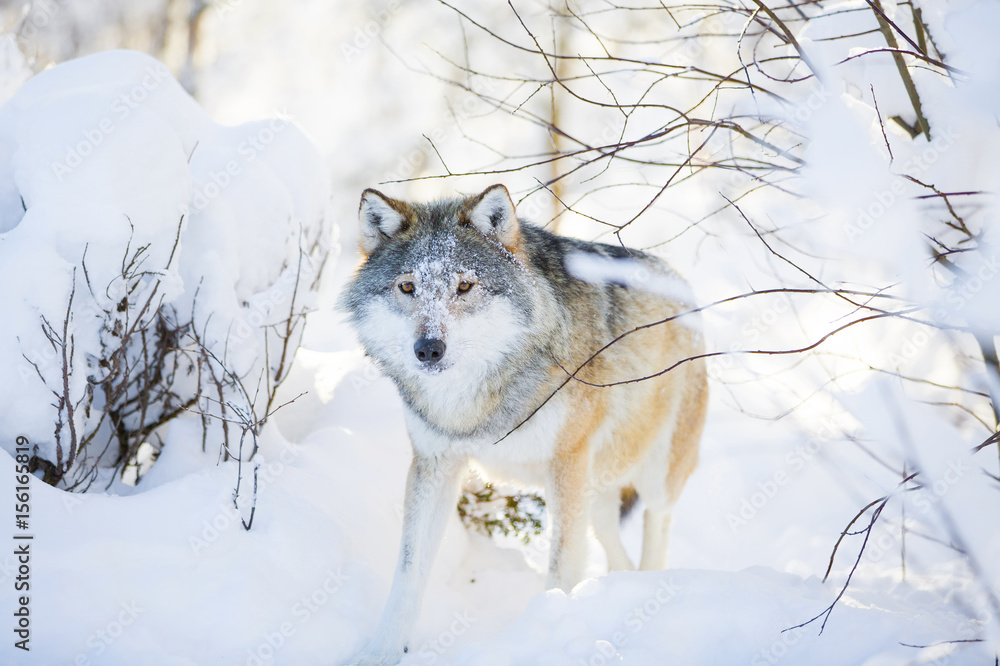 Wolf with wild eyes walking in the snowy winter forest