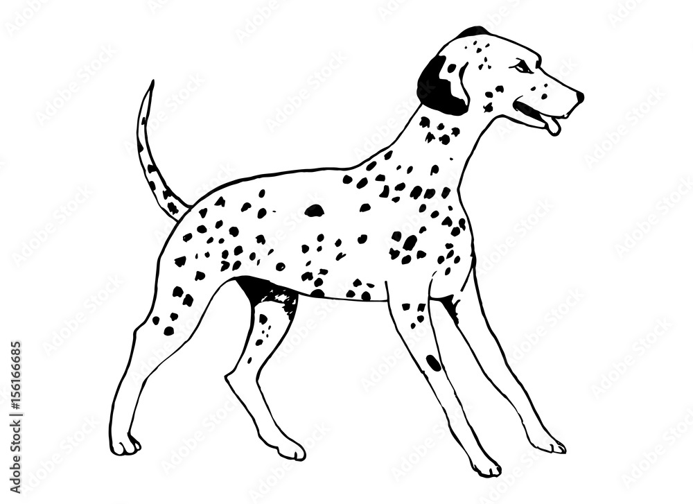 The Dalmatian dog breed on white background
