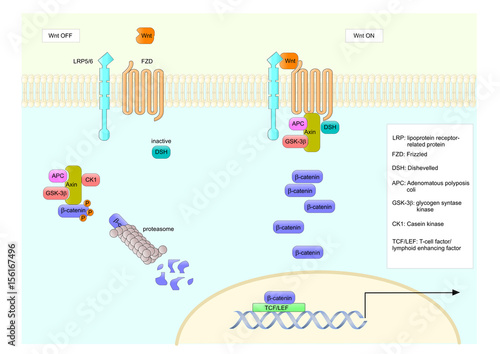 Canonical Wnt signalling pathway