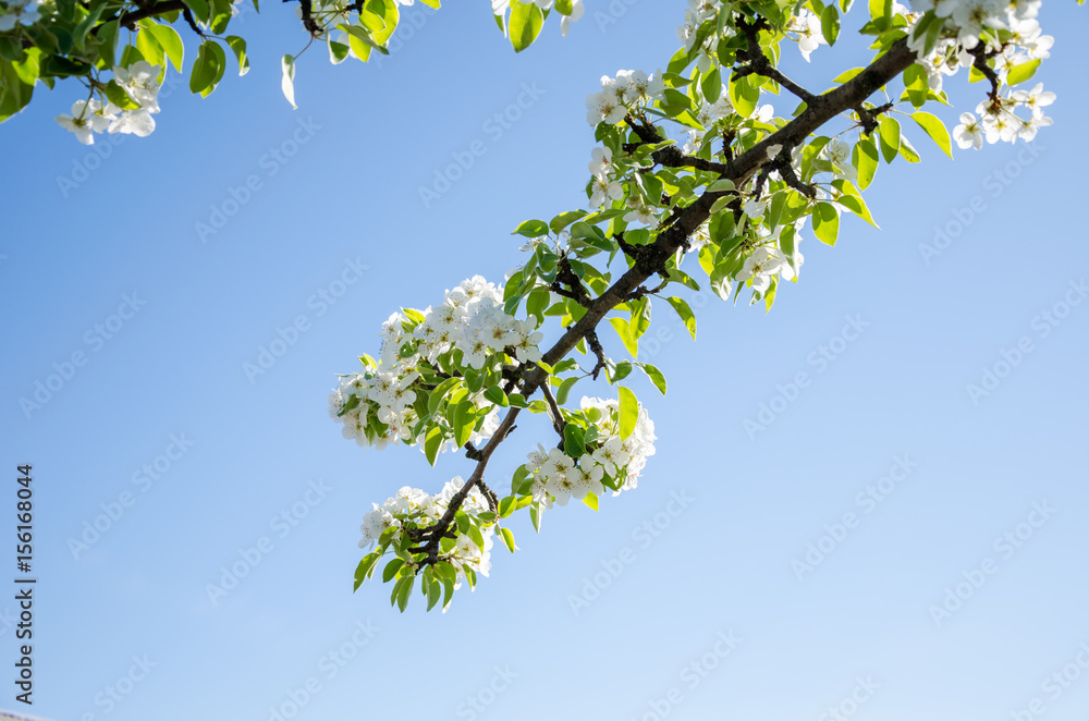 Pear. Flowering pears on a blue sky Pear. Flowering pears on a blue sky