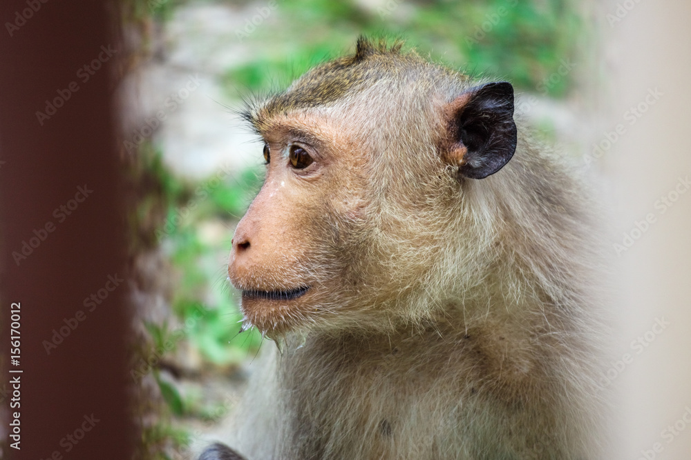 Close up of monkey Close up of monkey