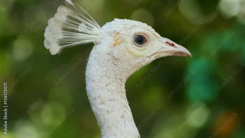 White peacock in the natural environment. White peacock in the natural environment.