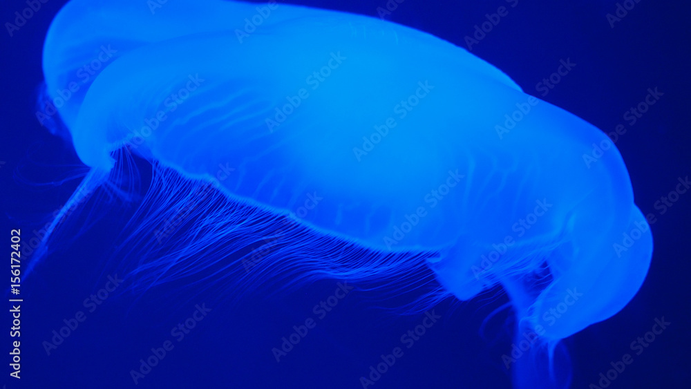 Nightlights glowing beautiful moon jellyfish with blue light Nightlights glowing beautiful moon jellyfish with blue light