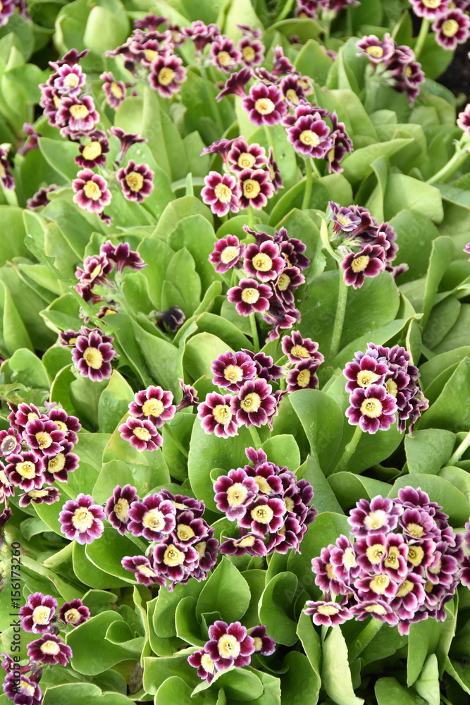 Purple garden auricula Primula pubescens growing outdoor Purple garden auricula Primula pubescens growing outdoor