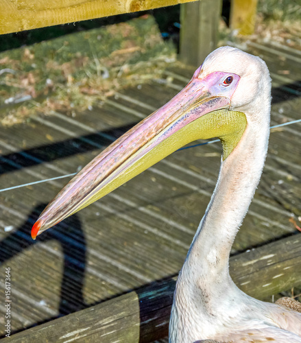 pelican with big yellow beak photo