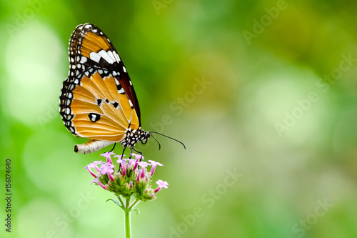 Butterfly Perching On flower © Anupap