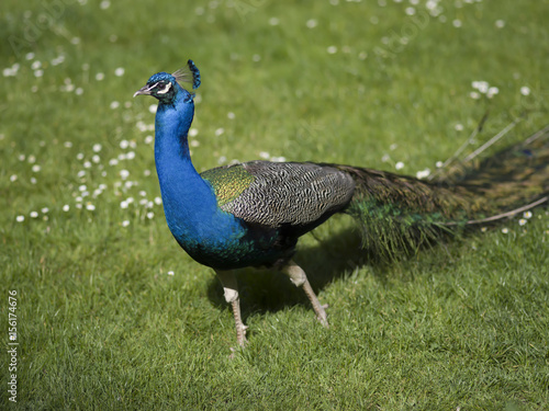 Paon marchant sur une pelouse