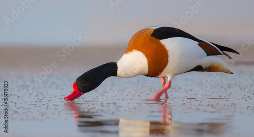 Billede på lærred Common Shelduck - Tadorna tadorna - Curonian Lagoon, Lithuania