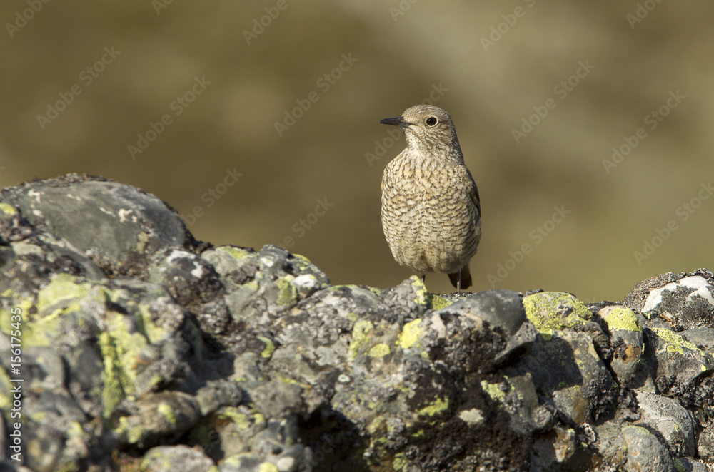 Fototapeta premium Female of Rufous-tailed rock thrush. Monticola saxatilis
