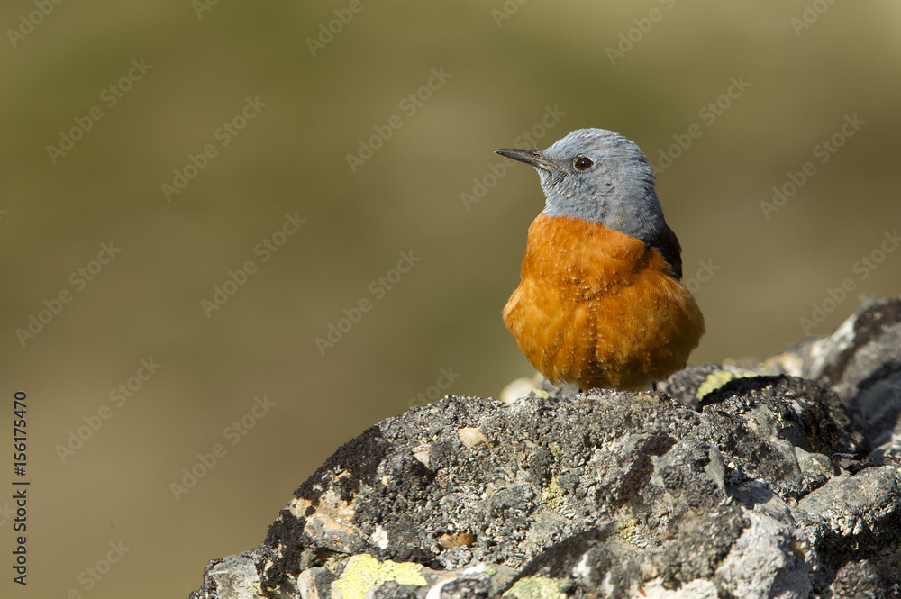 Naklejka premium Male of Rufous-tailed rock thrush. Monticola saxatilis