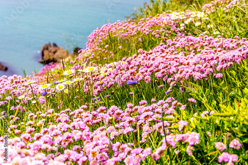 flowers on welsh coastl path photo