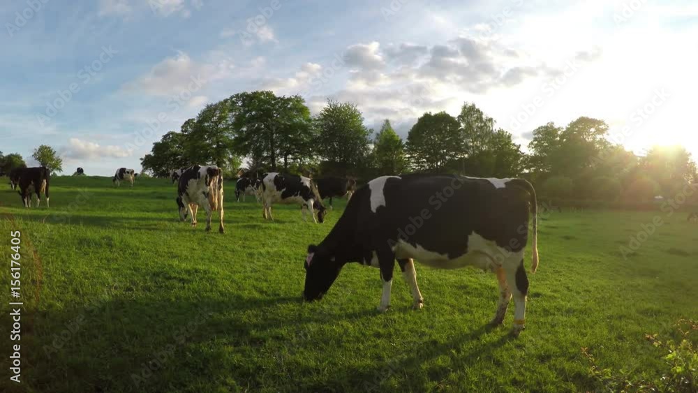 The cows on the field in the Belgium countryside. The cows on the field in the Belgium countryside.