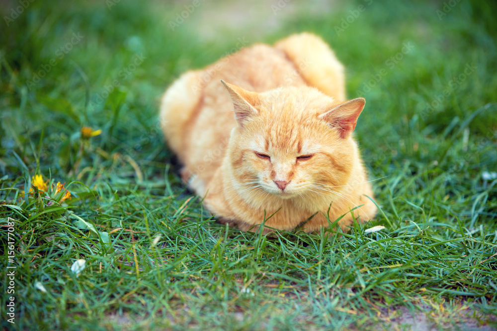 Cat lying outdoor on a grass 