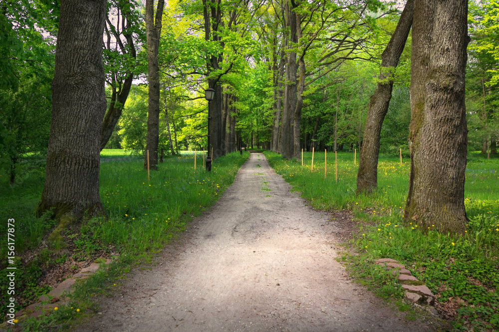 Quiet path in a dark forest in the spring Quiet path in a dark forest in the spring