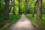 Quiet path in a dark forest in the spring