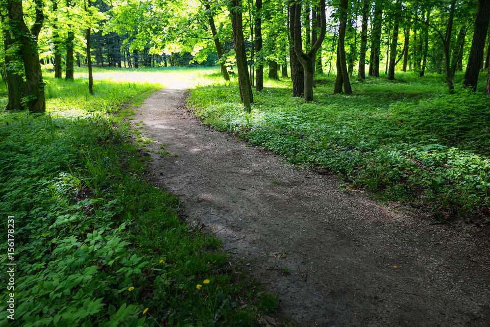 Fototapeta premium Quiet path in a dark forest in the spring