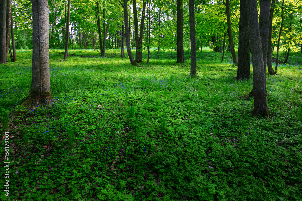 A flower clearing in a dark spring forest. A flower clearing in a dark spring forest.