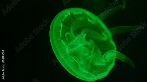 Nightlights glowing beautiful moon jellyfish with green light