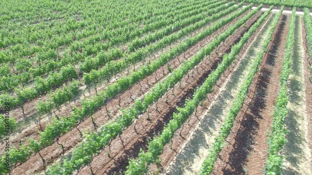 Vineyard - aerial view 4k Vineyard - aerial view 4k