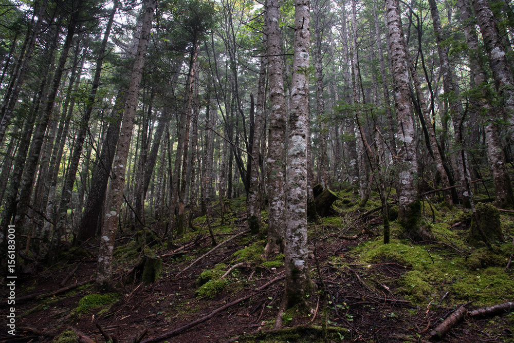 In deep forest, wide angle jukai japan