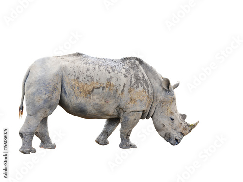 The big rhinoceros  on isolated white background with copy space and muddy mess