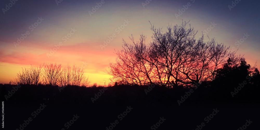 Urban Sunset through the trees Urban Sunset through the trees