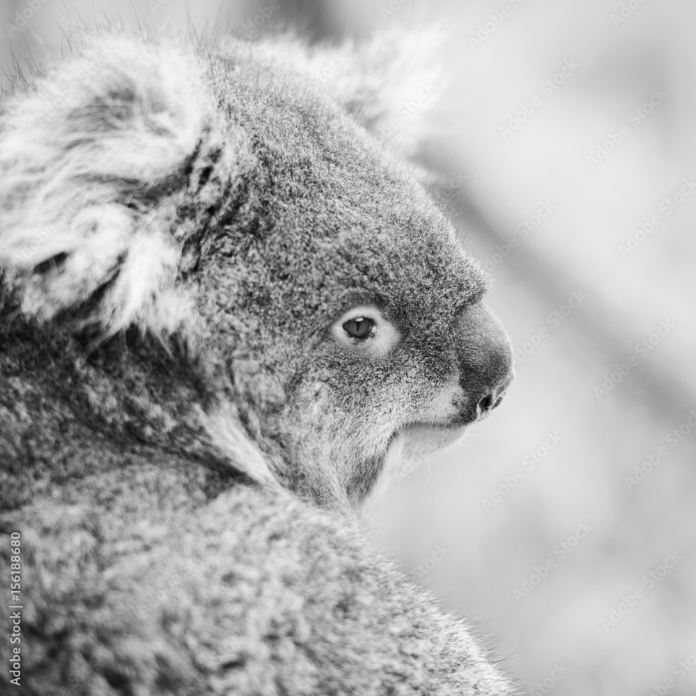 Naklejka premium Koala in a eucalyptus tree. Black and White 