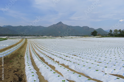 川上郷　高原野菜畑 photo